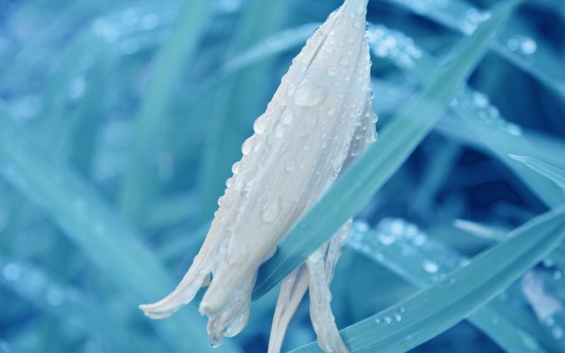 树叶, 草, 摄影, 白色, 水, 蓝色