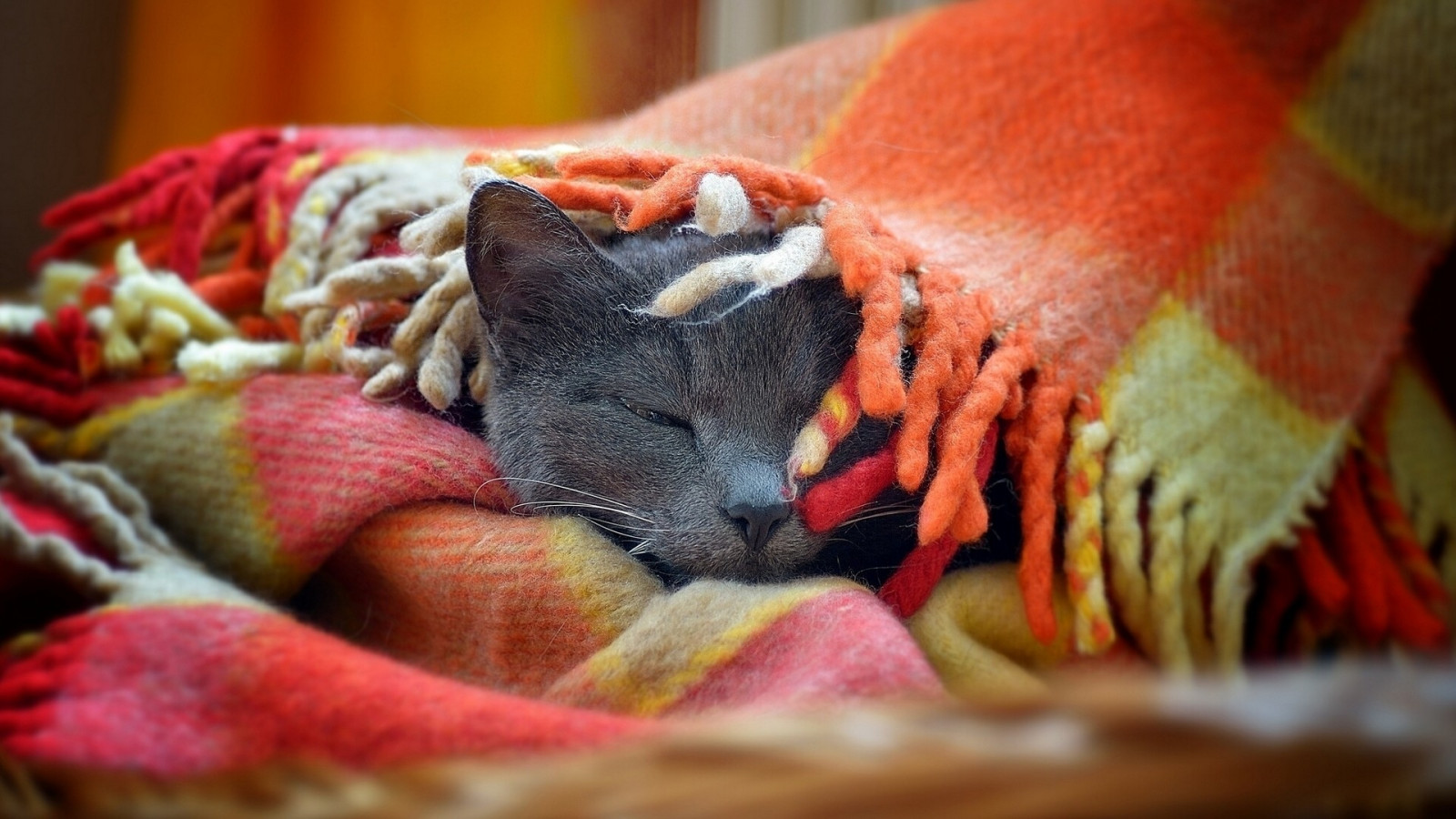 Wallpaper : cat, muzzle, plaid, gray 1920x1080 - CoolWallpapers