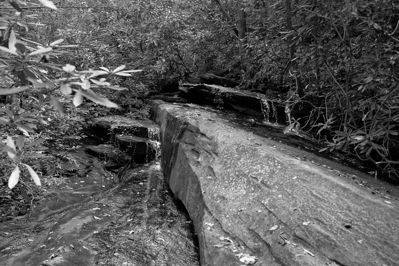 landskab, Skov, hvid, sort, monokrom, vand, klippe, græs, parkere, udendørs, fotografering, tabel, USA, sti, vandring, Carolina, træ, blad, vandretur, plante, bw, os, sti, syd, syd-, stat, sightseeing, monoton, skov, geologi, sort og hvid, monokrom fotografering, geologisk fænomen, upcountry