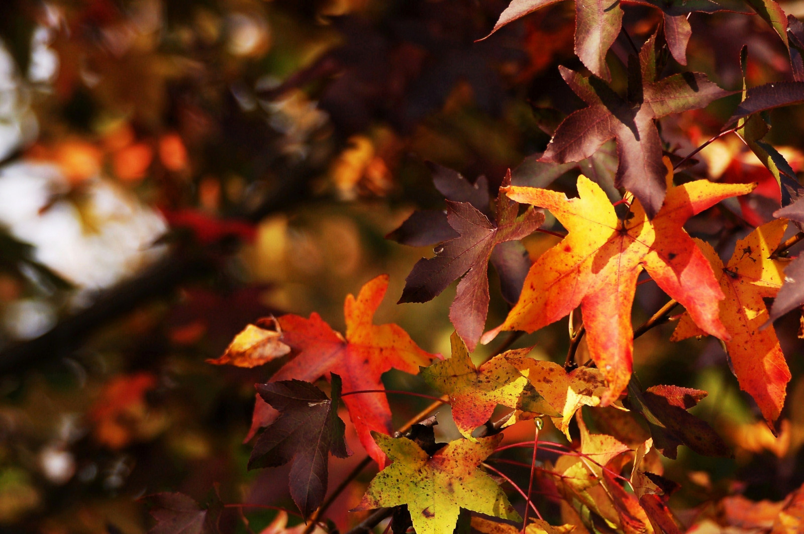 park, podzim, světlo, Itálie, oranžový, rozmazat, zelená, podzim, Příroda, barvy, Krásná, krása, listy, žlutý, foglie, Nikon, Italia, mír, dof, emoce, bokeh, venkovní, fallcolors, kouzlo, Rozmazané, natura, nikond50, outoffocus, autumncolors, giallo, mlhavý, Filmové, autunno, rosso, Trudi, colori, arancione, Magia, 70300, eart, beyondbokeh