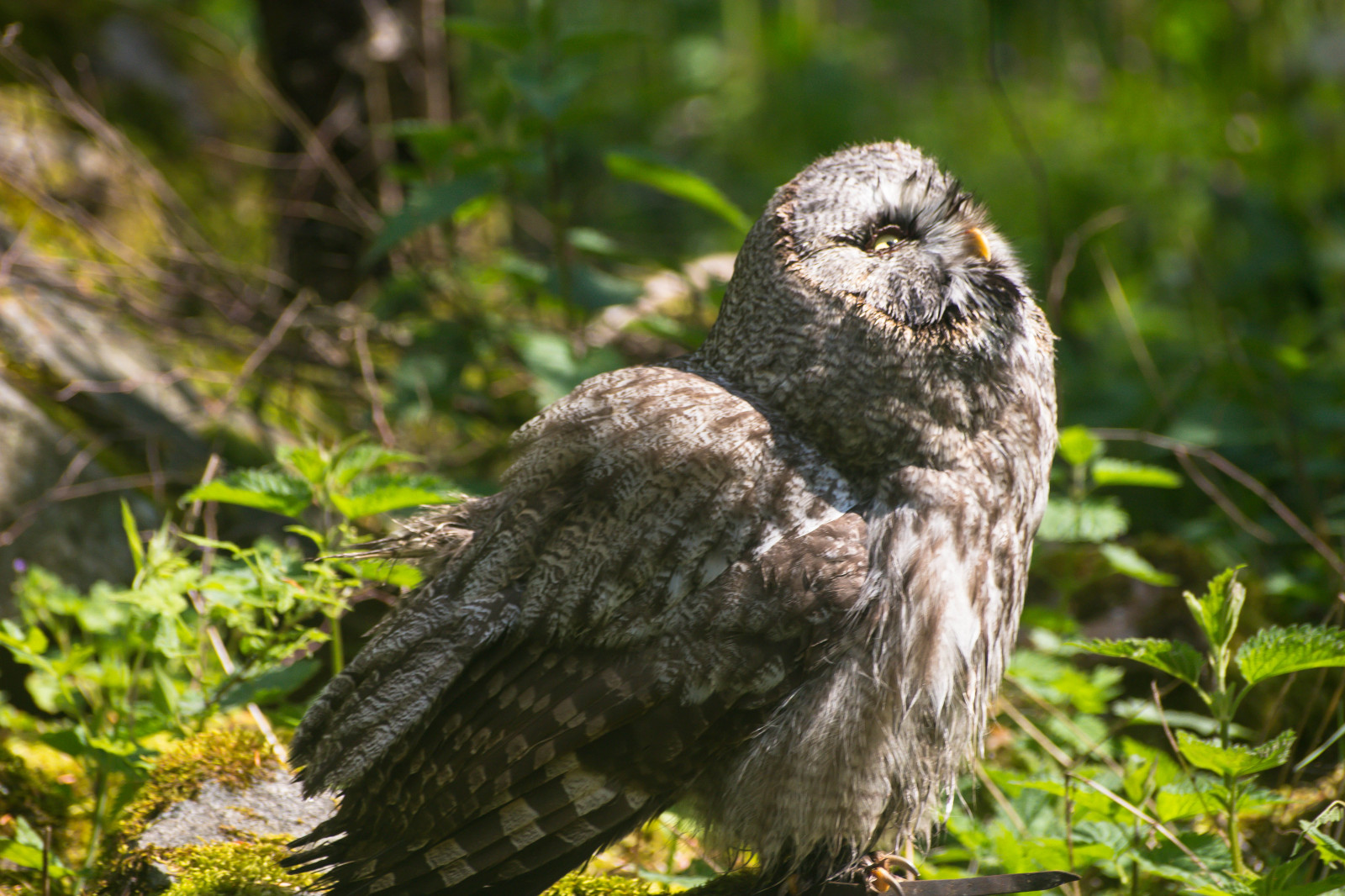 Příroda, Volně žijících živočichů, dravý pták, sova, zoologická zahrada, orel, zobák, pták, jestřáb, h r, sk nesdjurpark, uggla, káně, greatgreyowl, strixnebulosa, lappuggla, fauna, prohlížení pták, obratlovců, velký šedý sova