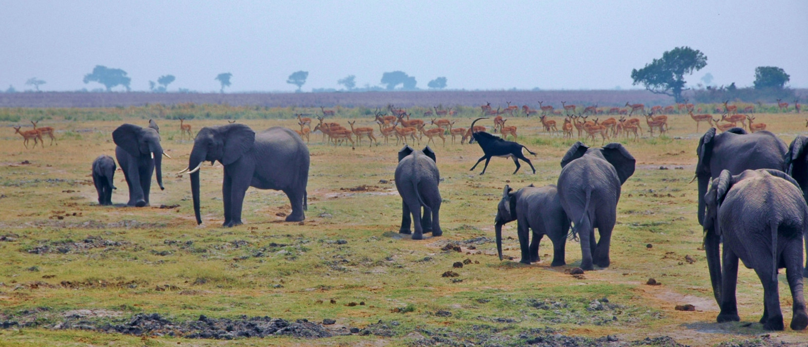 Afrika, slon, Nikon, Volně žijících živočichů, D70s, teleobjektiv, antilopa, savana, impala, prostý, Namibie, stádo, přeplněný, 18200 mm, Choberiver, Africanwildlife, Caprivistrip, stevelamb, Nearkasan, Černá