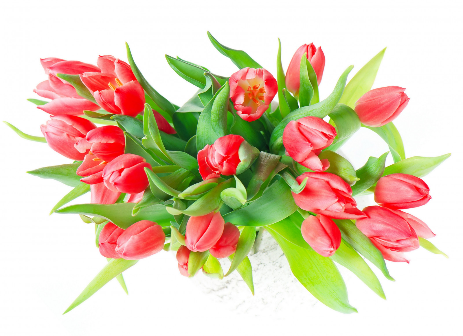 Wallpaper color, red, tulips 3872x2816 1020221 HD Wallpapers