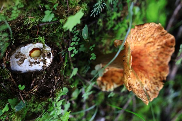 mushroom,nature