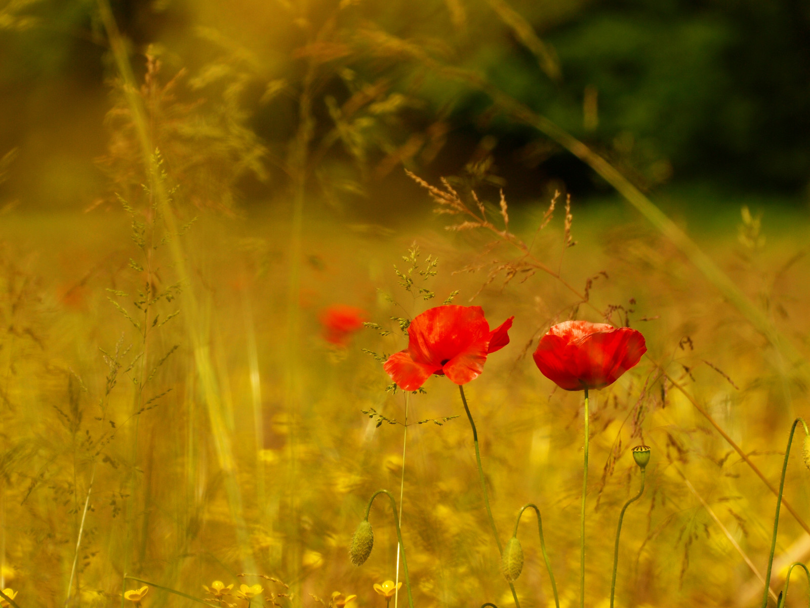 Riccardo, Palazzani, letní, parco, delle, Colline, Franciacorta, brescia, Santaně, Papavero, Papaveri, vlčí mák, mák, žlutý, Červené, bod, spoty, Příroda, campo, pole, digitalcameraclub, 620, Olympus, veridiano3, scéna, amarillo, gelb, žlutá, giallo, amarelo, Italia, italie, italien, lombardia, Lombardie, Lombardia, Lombardie, Itálie, Itálie, pavot, Papoula, Amapola, Mohn, E620