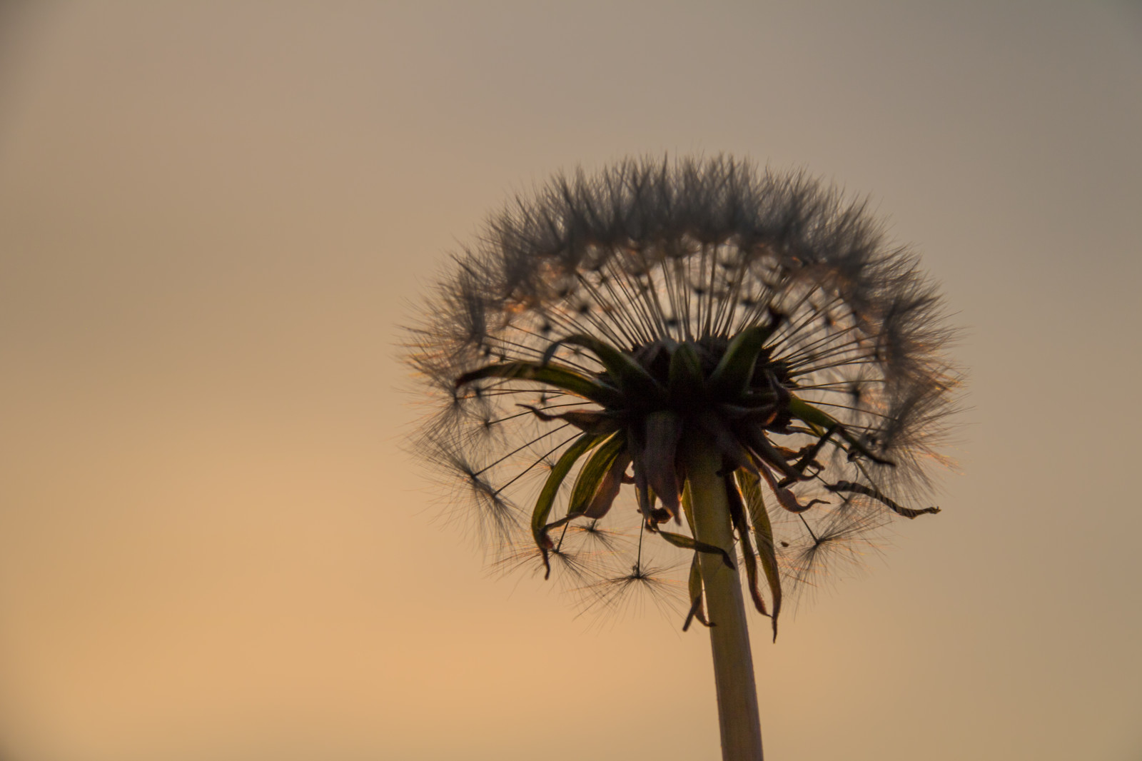 auringonvalo, auringonlasku, luonto, taivas, haara, aamu, voikukka, puu, puun lehti, kukka, kasvi, kasvisto, blomma, Maskros, kasvitiede, maakasvi, kasvi, woody kasvi, lähikuva, makrokuvaus, ruoho perhe, varsi, arecales, Palm perhe