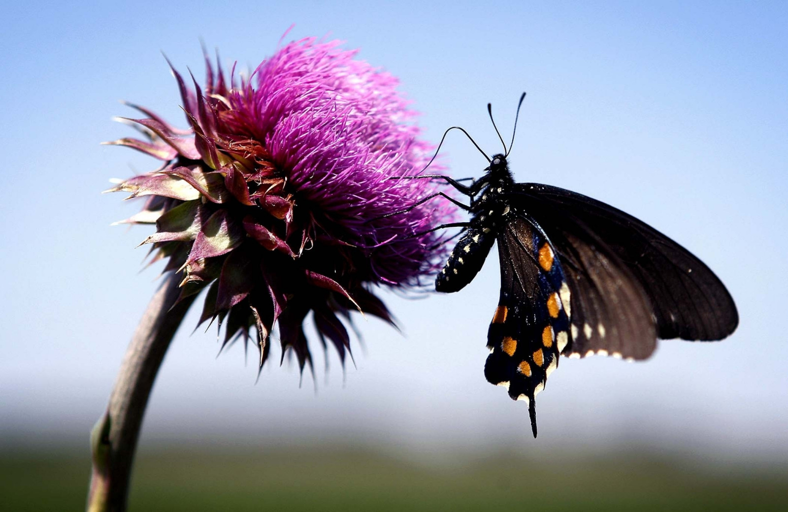 Wallpaper butterfly, insect, Fly, flower, plant 2100x1365 goodfon