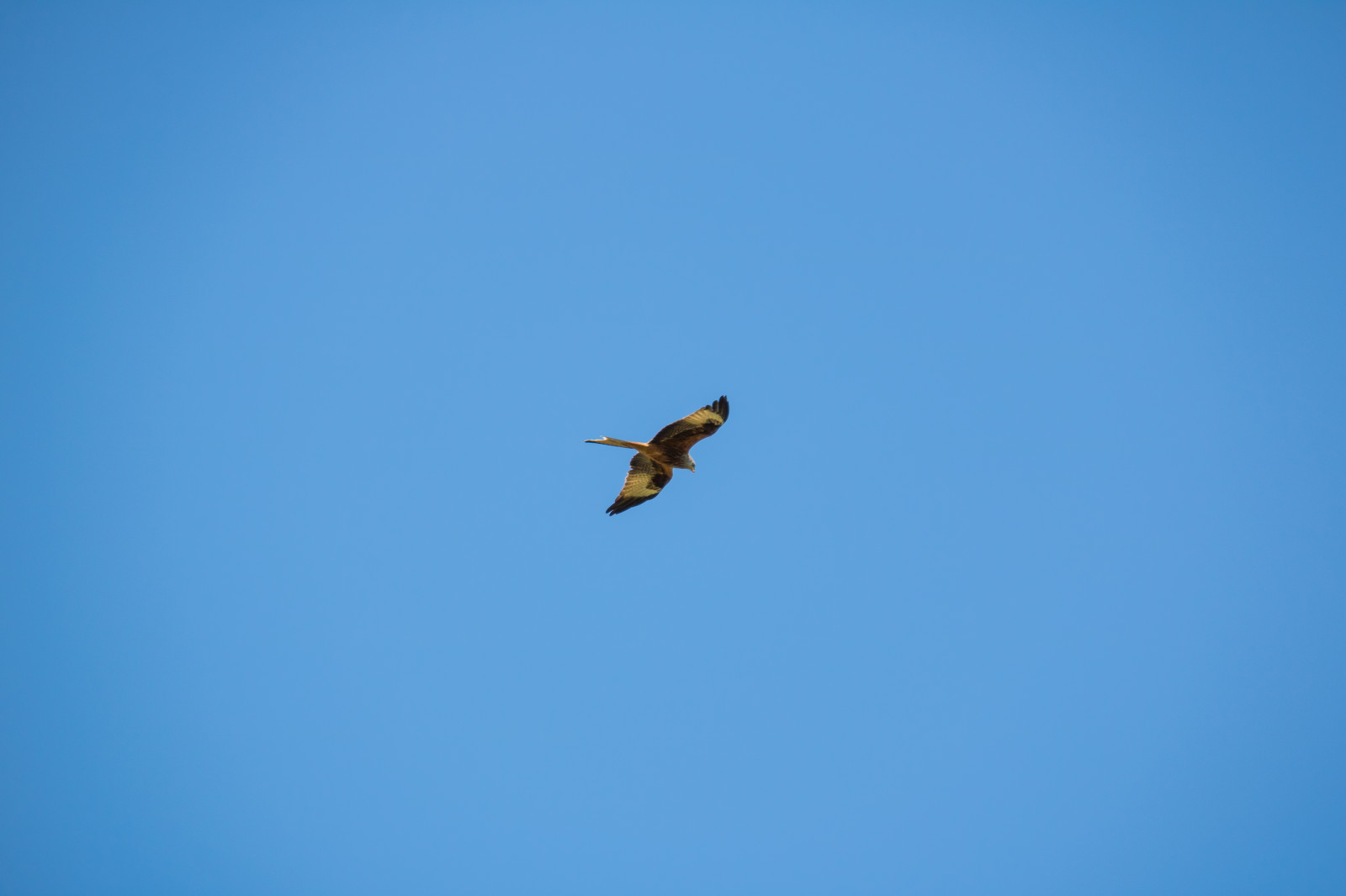 nebe, modrý, dravý pták, orel, Let, pták, b rringe, milvusmilvus, rovf gel, redkit, r dglada, f gelbird, křídlo, Atmosféra Země, prohlížení pták