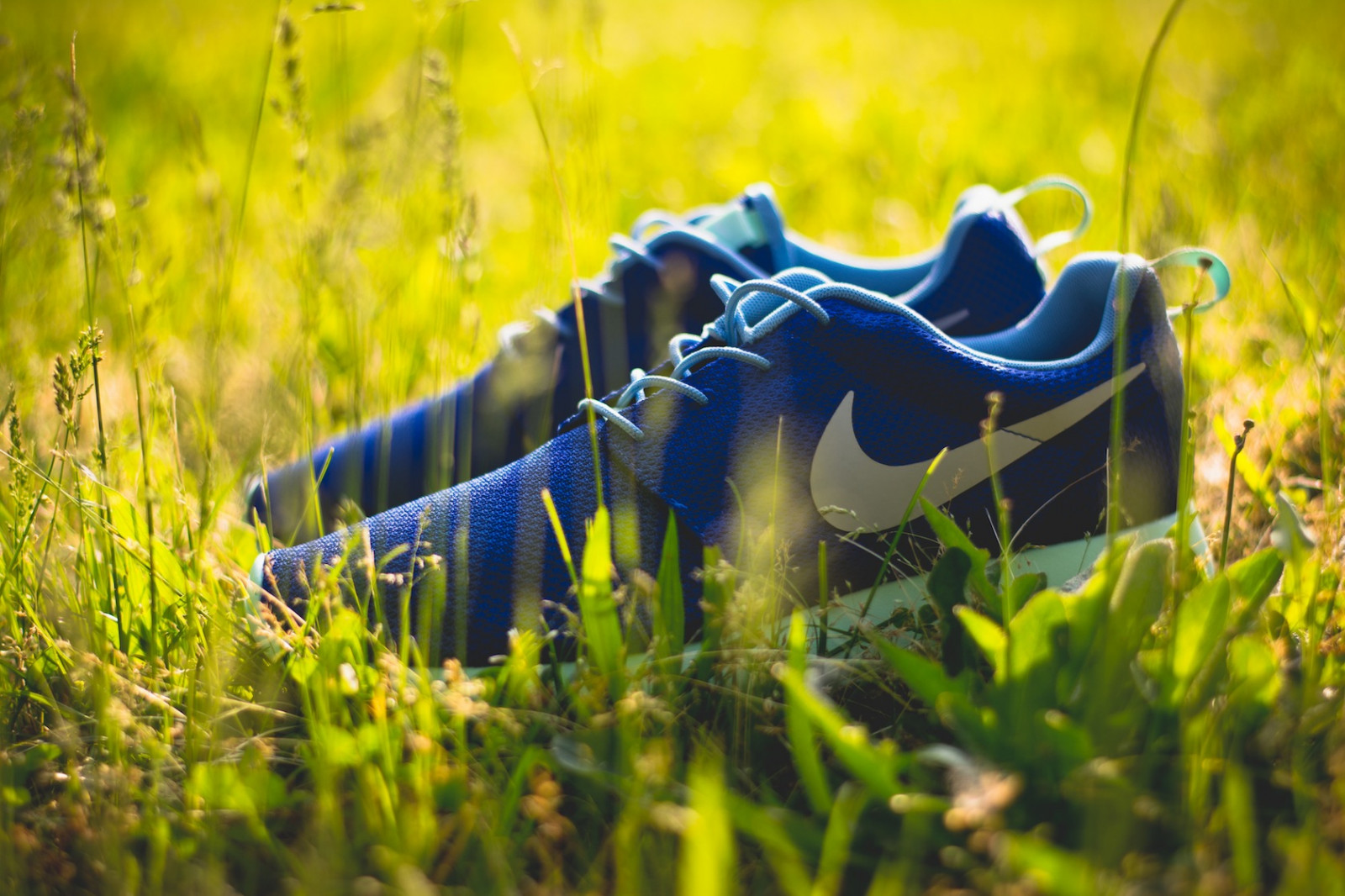 Nike, sollys, natur, græs, himmel, Mark, fotografering, grøn, gul, blå, kondisko, forår, lys, træ, blad, græsarealer, plante, flora, eng, magichour, græsplæne, computer tapet, makrofotografering, græs familie, sneakercollection, sneakerphotography, vagrantsneaker, sneakerphotos, nikerosherun, nikerosherunid