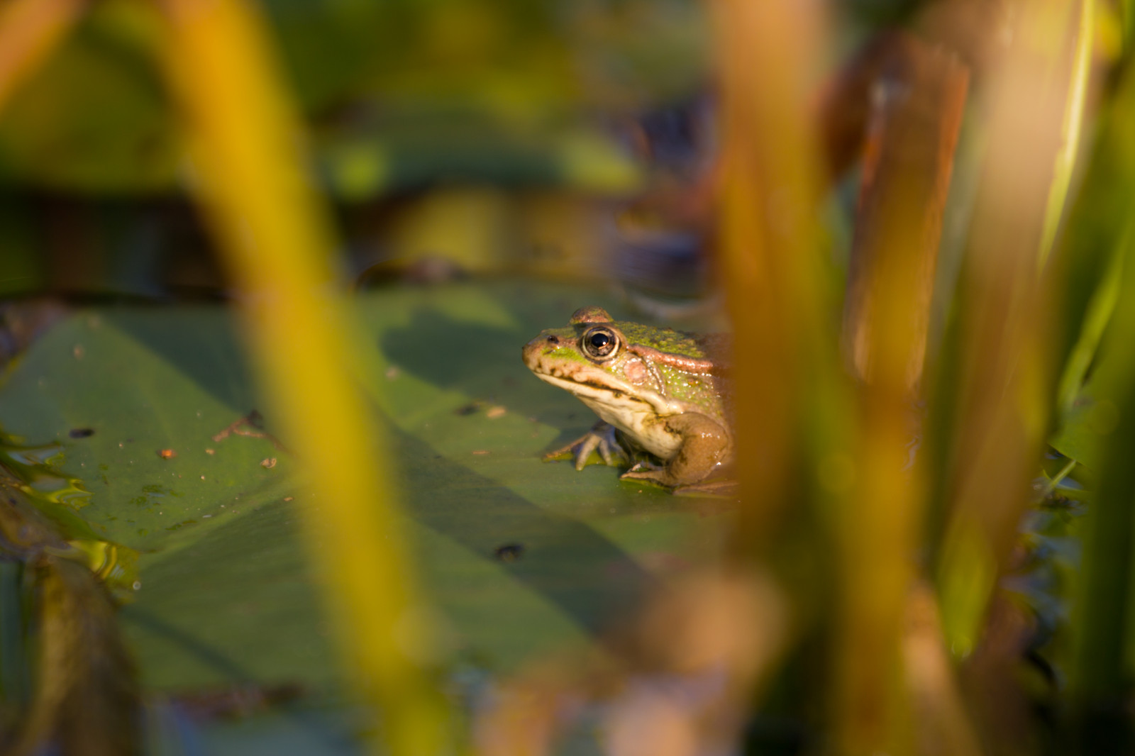 Wallpaper light, Sun, see, licht, herbst, natur, frog, September