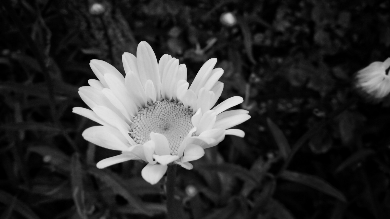 hvid, monokrom, blomster, natur, planter, fotografering, blomst, Daisy, blomst, plante, flora, kronblad, wildflower, sort og hvid, monokrom fotografering, botanik, jord plante, blomstrende plante, tæt på, makrofotografering, stængelplante, hvid okseøje