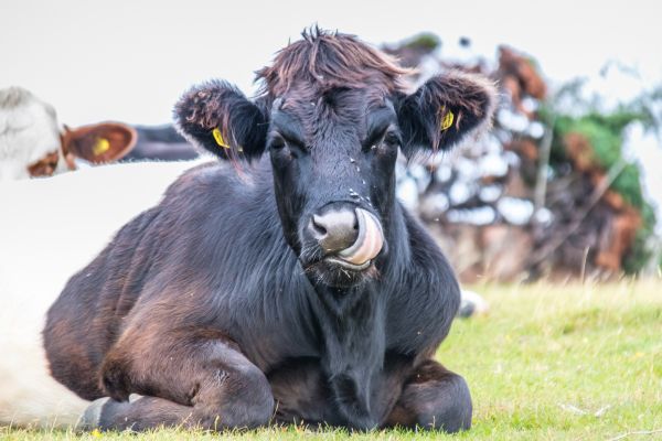 wildlife, cow, Bull, pasture, exif model canoneos760d, geocountry