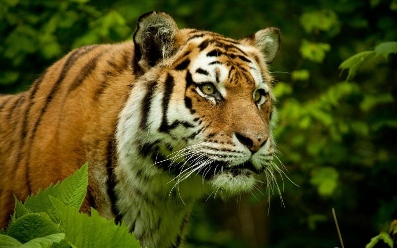 zvěř, Příroda, tygr, Volně žijících živočichů, velké kočky, zoologická zahrada zvěř, Příroda, tygr, Volně žijících živočichů, velké kočky, zoologická zahrada