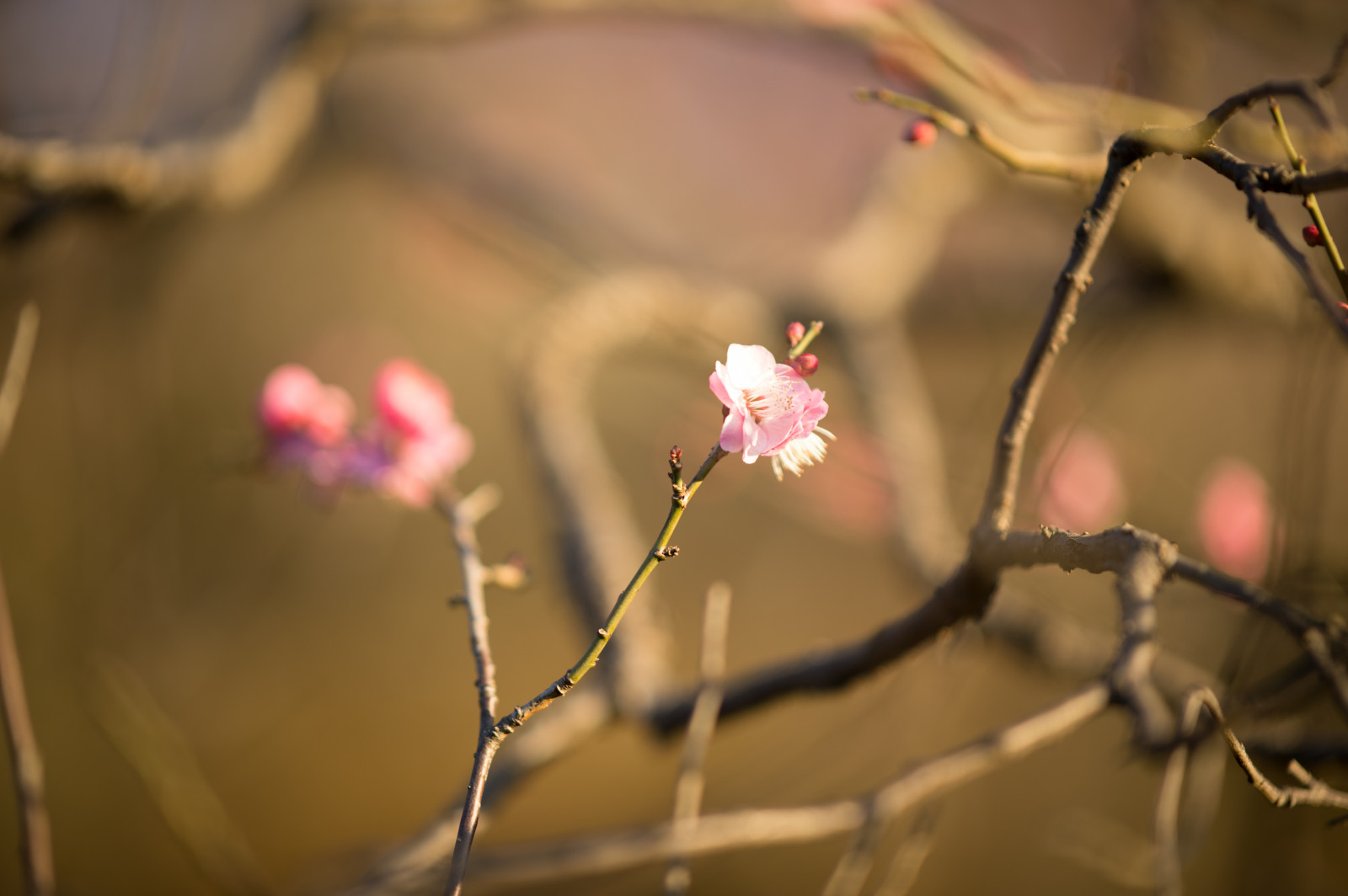 Japonsko, slunečnímu záření, Příroda, Červené, fotografování, větev, ráno, Nikon, květ, jaro, Tokio, jp, světlo, barva, NIKKOR, podzim, list, květ, rostlina, sezóna, švestka, UME, flóra, okvětní lístek, afs105mmf14eed, afsnikkor105mmf14eed, df, Ikegami, japaneseapricot, ikegamiplumpark, zblízka, makro fotografie