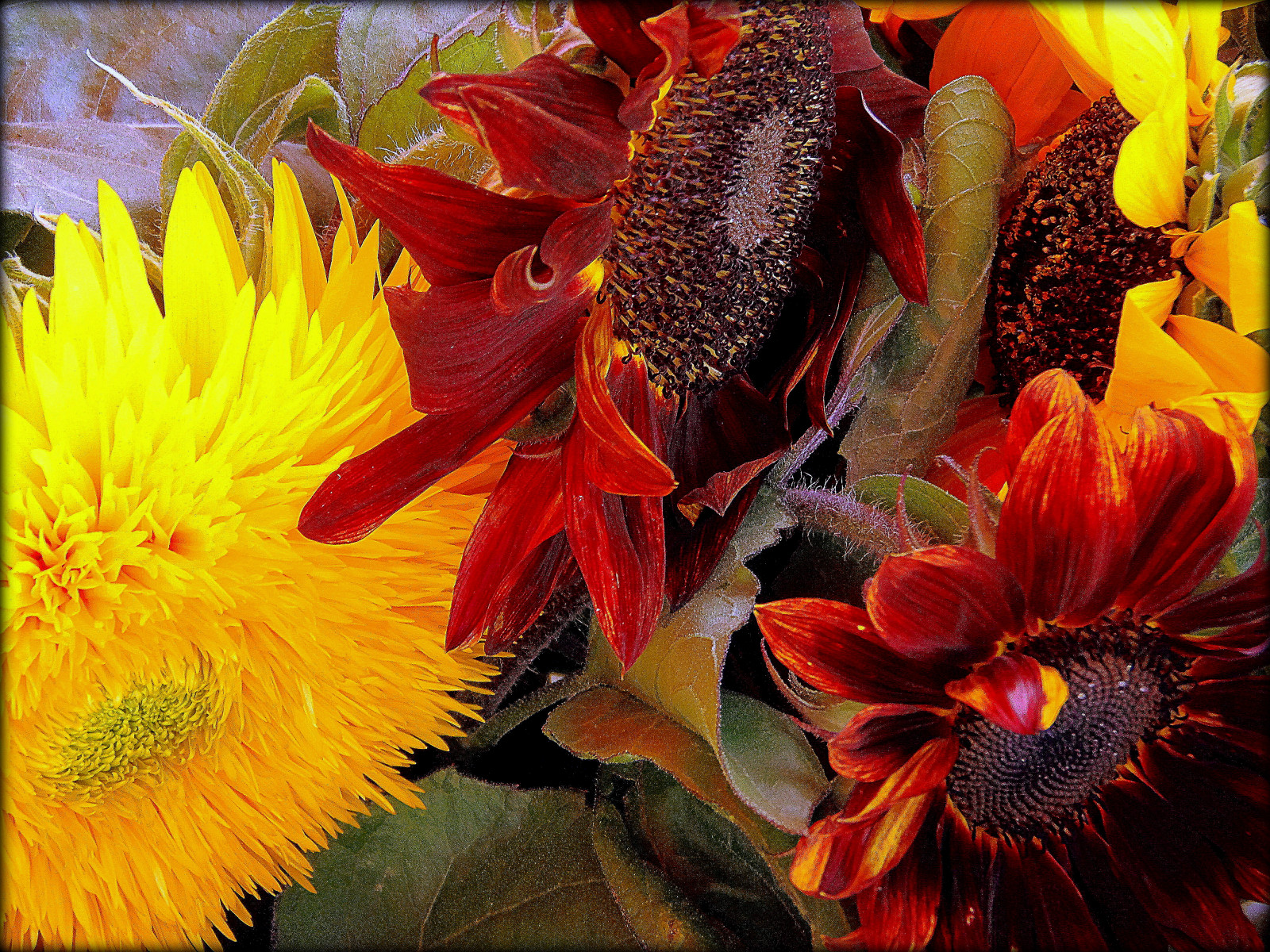 ogród, Natura, czerwony, żółty, Słoneczniki, jesień, liść, kwiat, roślina, Saariysqualitypictures, słonecznik, flora, Natur, płatek, Herbst, arcydzieło, dziki kwiat, Garten, Kwintaflower, Teddyb r, Synnenblumen, Samtk nigin, botanika, Roślina lądowa, Roślina kwitnienia, Fotografia makro, Florystyka, Stokrotka rodziny, ziarna słonecznika