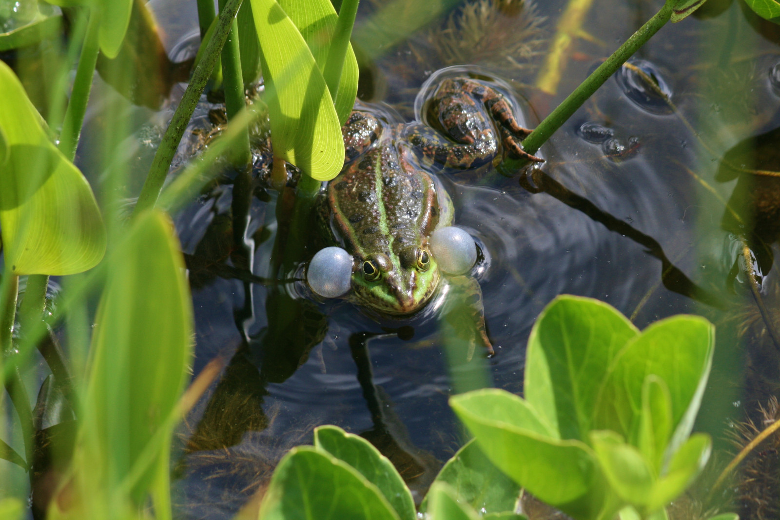 park, rostliny, Příroda, Německo, deutschland, rybník, Pflanzen, žába, Teich, Darmstadt, rosenh on, Marshfrog, Ranaesculenta, Teichfrosch, Seefrosch, Pelophylaxridibundus, ivlys, Schallblasen