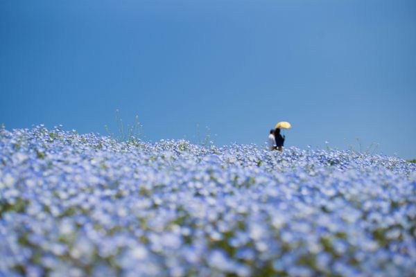 Leica,mp,asph,nemophila,summiluxm,f1450mm
