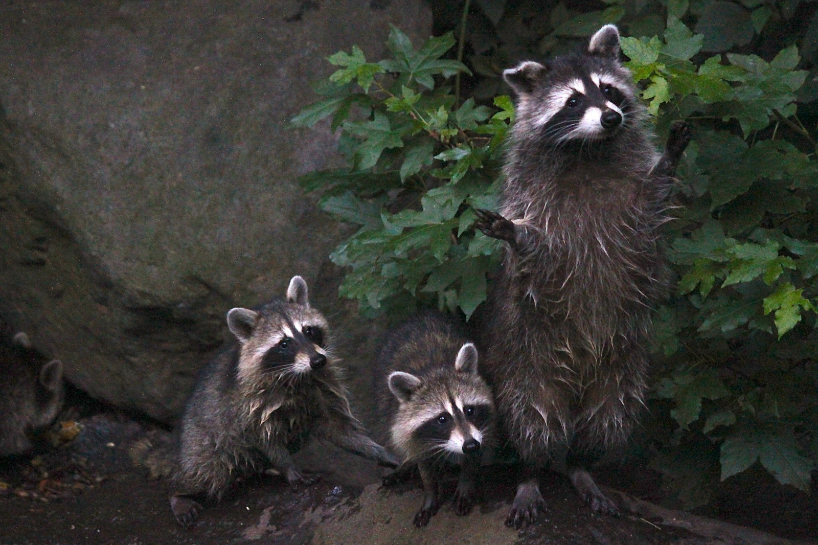 alberi, paesaggio, autunno, persone, bianca, nero, vecchio, cibo, tramonto, mare, fiori, città, strada, Italia, notte, architettura, acqua, natura, urbano, amore, cielo, parco, fotografia, nuvole, spiaggia, macro, verde, giallo, blu, natura, Sole, Canone, moda, Spagna, estate, Nikon, Stati Uniti d'America, Francia, annata, Europa, Barcellona, Amici, famiglia, vacanza, LA, ARTE, leggero, colore, albero, animale, viaggio, giorno, nuovo, ragazza, foto, Italia, oceano, donna, New York, me, divertimento, de, nyc, mostrare, viaggio, fotografie, vivere, geotagged, fauna, mammifero, stati Uniti, newyorkcity, grugno, carnivoran, procione, Procyonidae, procione, Viverridae