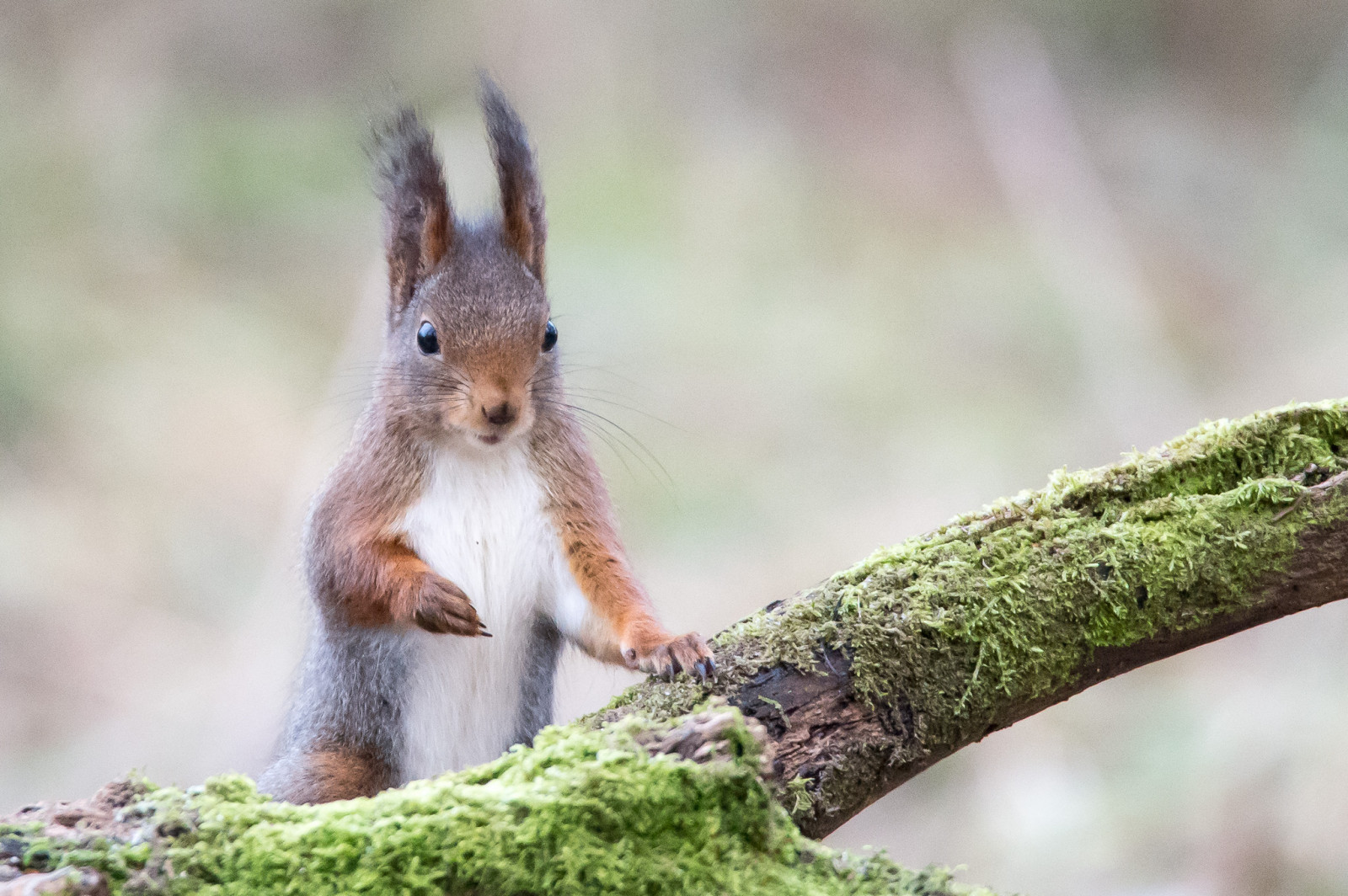 Příroda, veverka, větev, Volně žijících živočichů, kníry, hlodavec, strom, zvíře, venkovní, DJUR, ekorre, fauna, savec, fox veverka, čenich, organismus, terrestrial animal