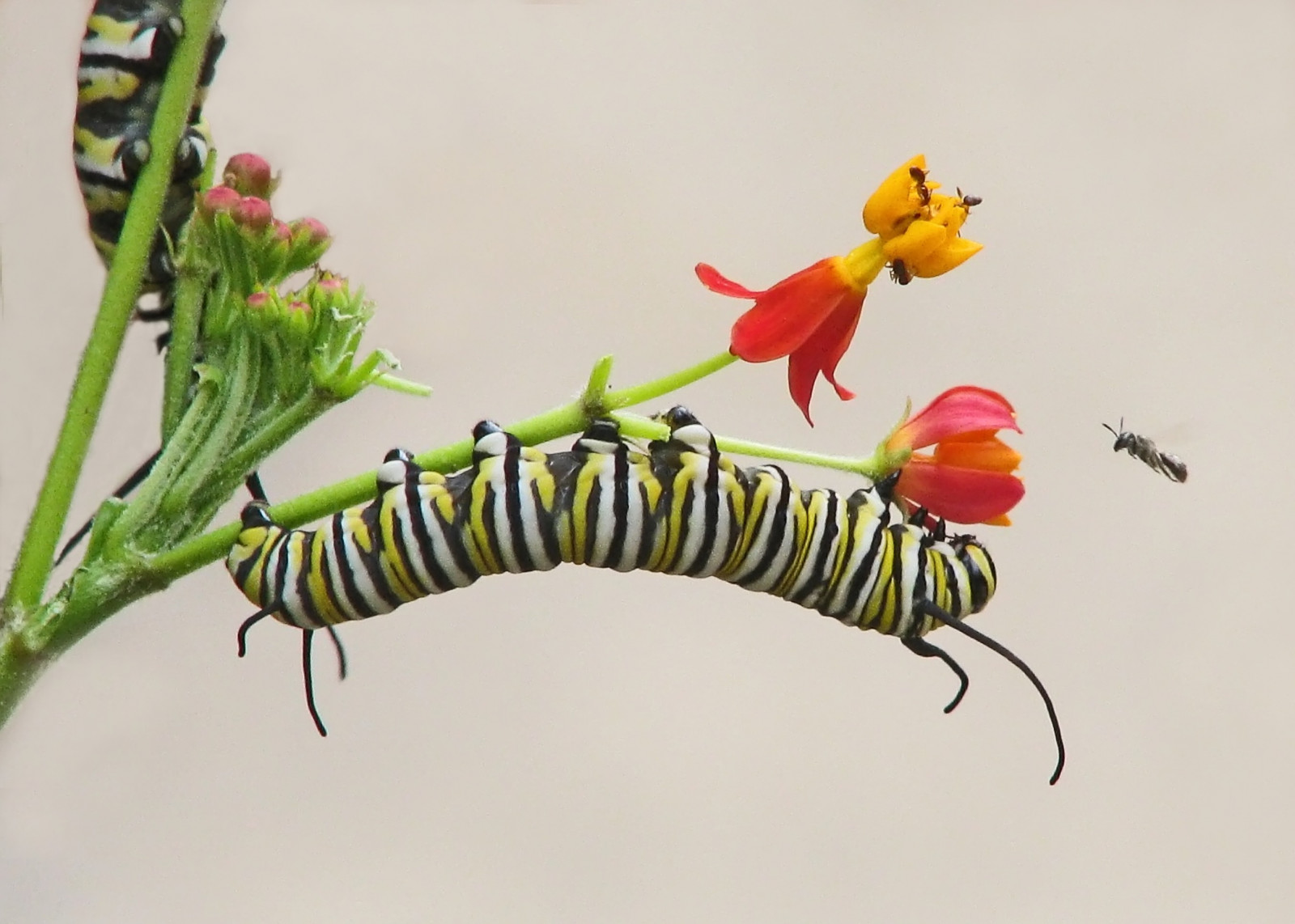 สีแดง, สีเขียว, สีเหลือง, ลาน, Canon, ผีเสื้อ, สีแดงเข้ม, จอร์เจีย, ไชโย, ลายเส้น, ngc, Caterpillar, NPC, กลับ, Monarch, milkweed, s5, 0610, bigmomma, gamewinner, supershot, gamegame, natureoutpost, vickisnature, beautifulworldchallenges, กลุ่ม 100 กลุ่ม, yourockwinner, bwcinny, motherbigmommaaward, yourockupgradechallenge, yourockupgradechallengex2, แม่บ้าน, motheranythingwithmedal, yourocklatestupload, faves3039, readyfaves, readypinnacle, supershotscontestfebwk12012, readygamex2, readystorybook