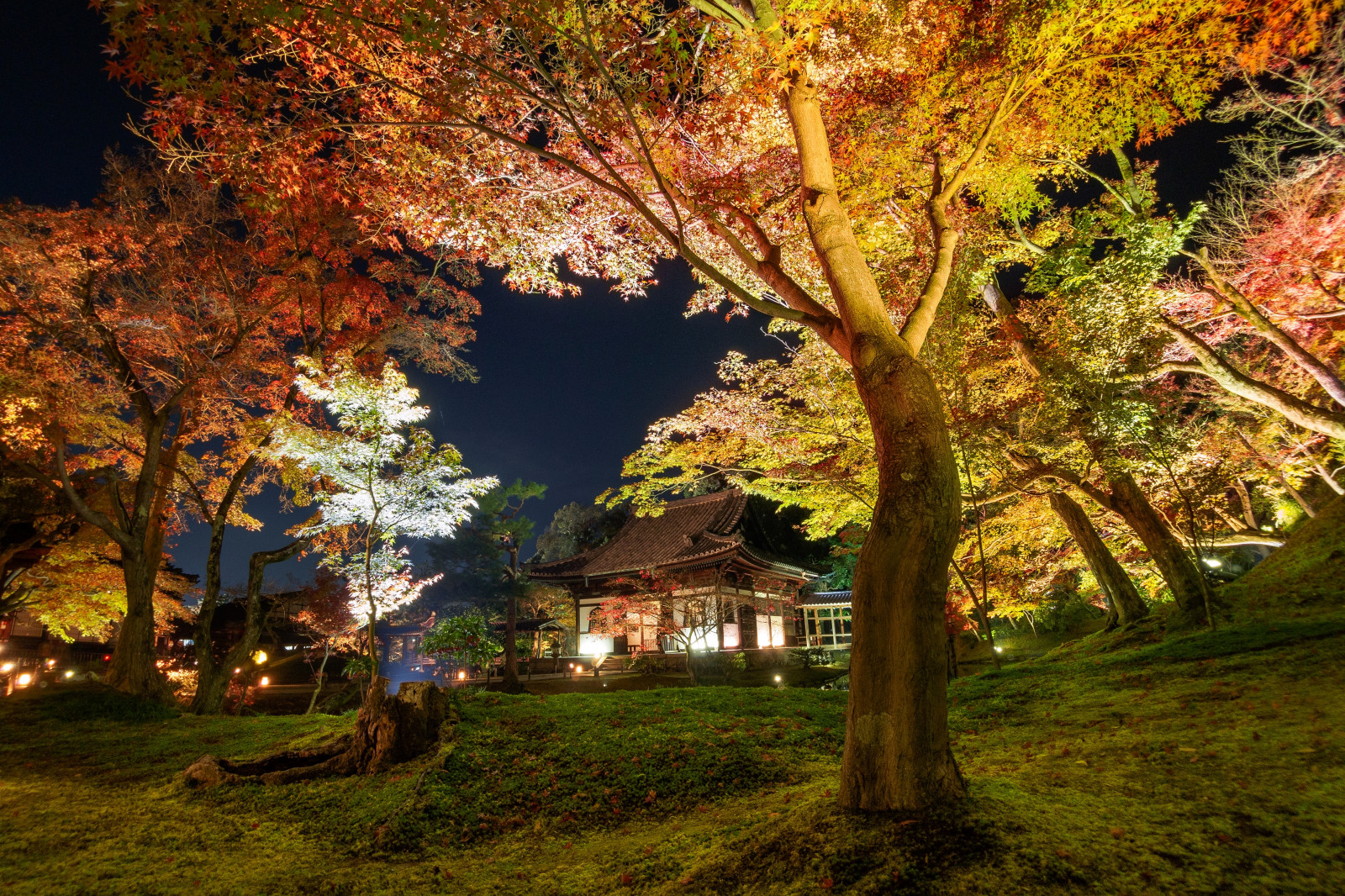natur, træ, vedplante, blad, plante, efterår, afdeling, himmel, løvfældende, tempeltræet, landskab, belysning, skov, nat, sollys, landskab belysning, aften, lund, ahorntræ, computer tapet, forår, græs, Skov, theatrical scenery, gamle vækst skov, tempereret løvfældende skov