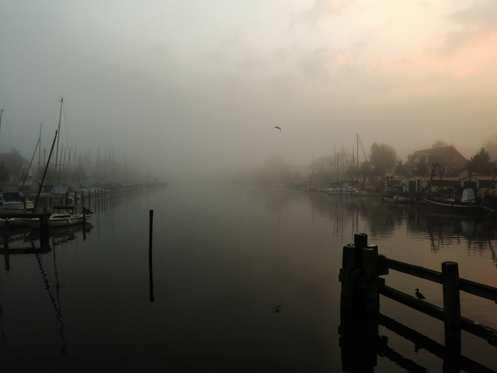 ráno, nebe, Dům, odraz, pták, Příroda, voda, mlha, mraky, řeka, Německo, bota, přístav, loď, wasser, Nebel, přístav, natur, nebe, mraky, haus, Hafen, Fluss, morgen, vogel, reflektion, Greifswald, Meklenbursko-Přední Pomořansko, ryck, canonpowershotg15