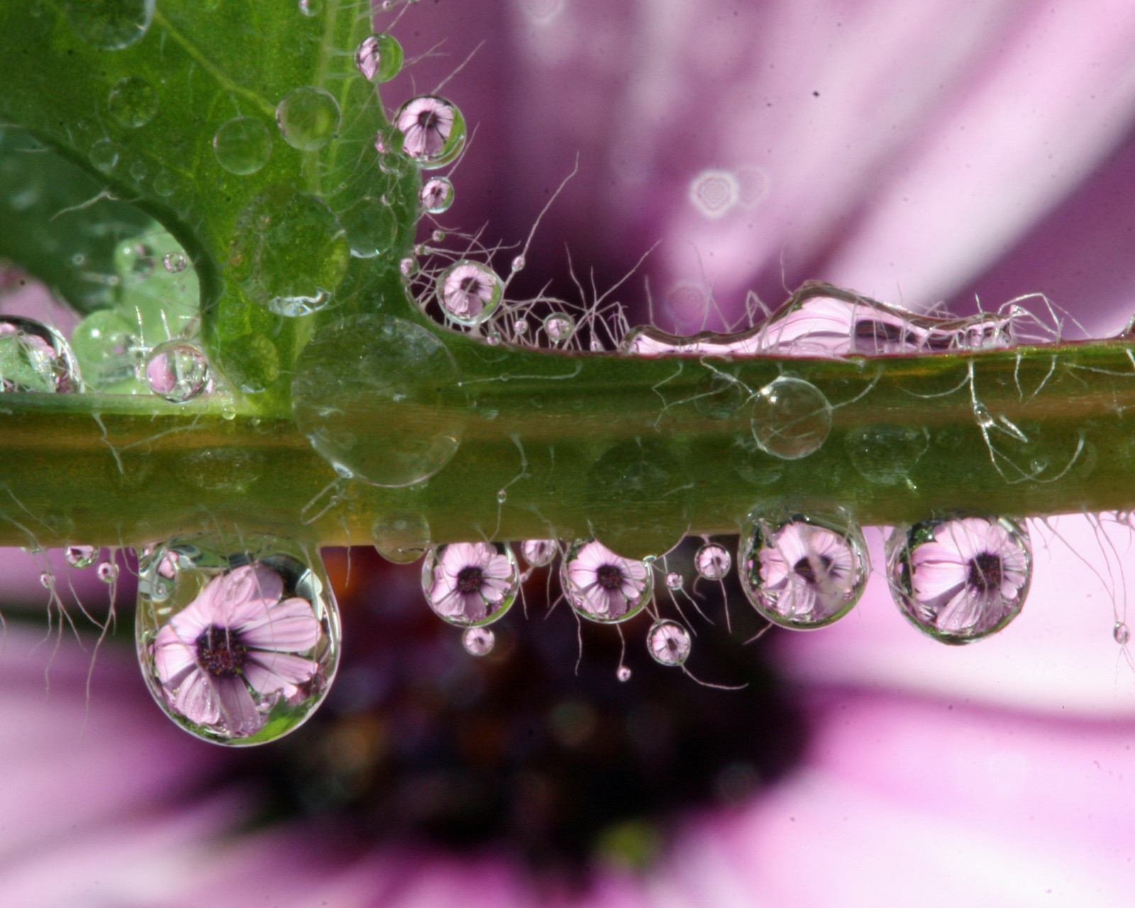 Waterdrops Inverted Wallpaper : waterdropsmacro, poppy, leaf, droplets, refractions, pink ...