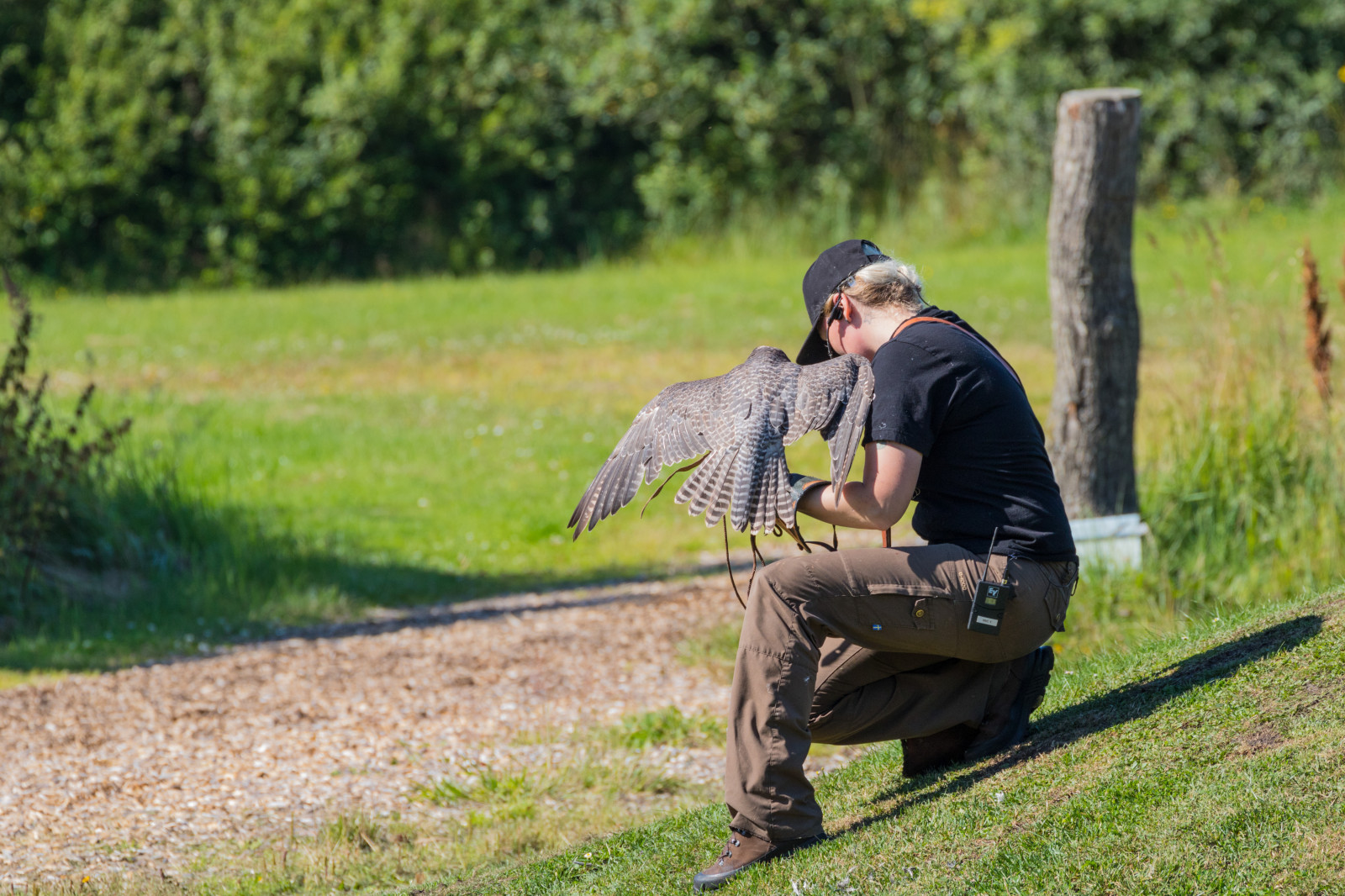 tráva, Dánsko, Sokol, pták, birdofprey, Danmark, f gel, exif modelu canoneos760d, geocountry, Kamera aby kánon, geocity, Model fotoaparátu canoneos760d, geostate, geolocation, exif aby kánon, EXIF otvor 71, exif isospeed 200, EXIF ef70300mmf456lisusm čočka, Skagen, exif focallength 260mm, rovf gel, eagleworld, rnreservatet, Falk, falcocherrug, sakerfalcon, sakerfalk, tatarfalk, trávník
