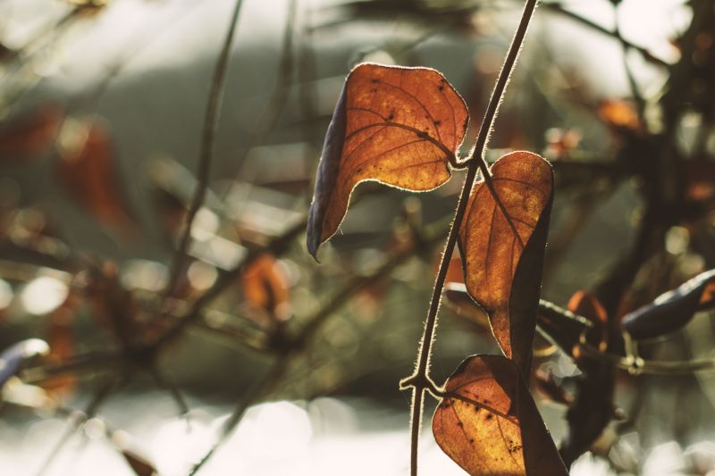 blad,bladeren,bokeh,beyondbokeh,rivier-