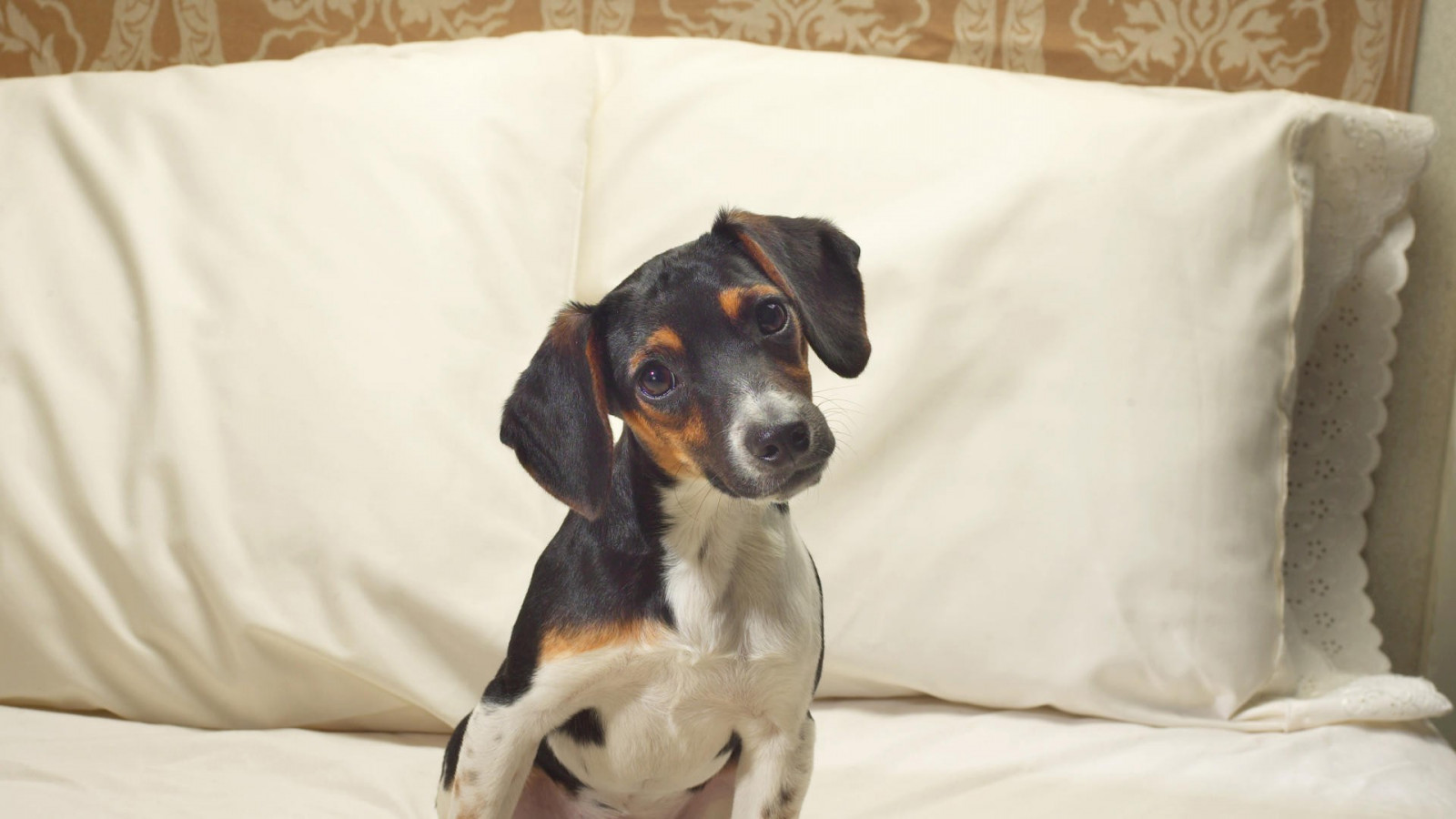 Tiere, Hund, Harrier, 1920x1080 px, Schnauze, Hund wie Säugetier, Fleischfresser, Hund Kreuzungen, Hunderasse, Hund, Englischer foxhound, Finnischer jagdhund, Baumwanderer coonhound, Hamiltonst vare