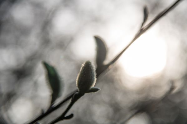 nature,snow,winter,branch,blossom,spring