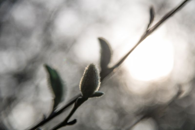 ธรรมชาติ,หิมะ,ฤดูหนาว,สาขา,เบ่งบาน,ฤดูใบไม้ผลิ