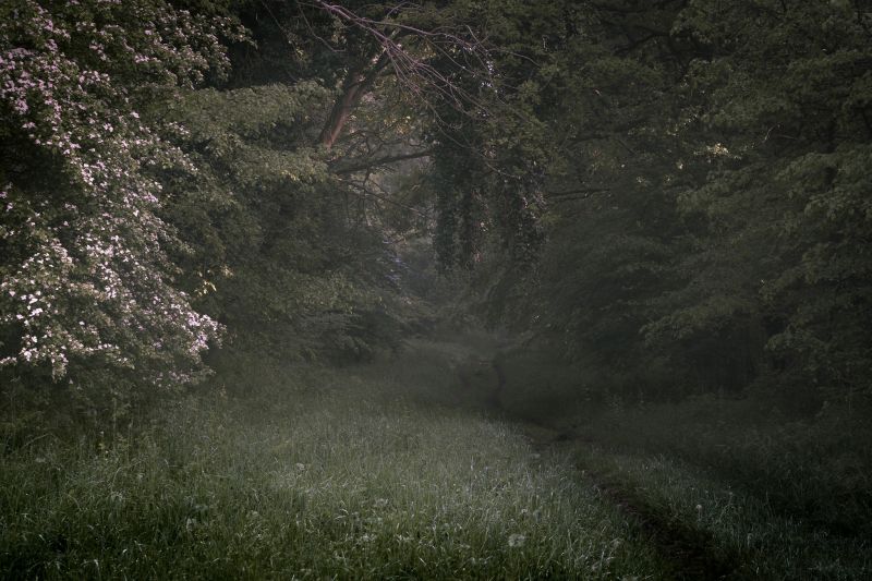 slunečnímu záření, stromy, krajina, les, kopec, květiny slunečnímu záření, stromy, krajina, les, kopec, květiny