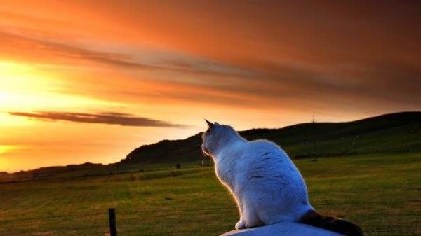 sunlight, animals, sunset, landscape, sea, tail