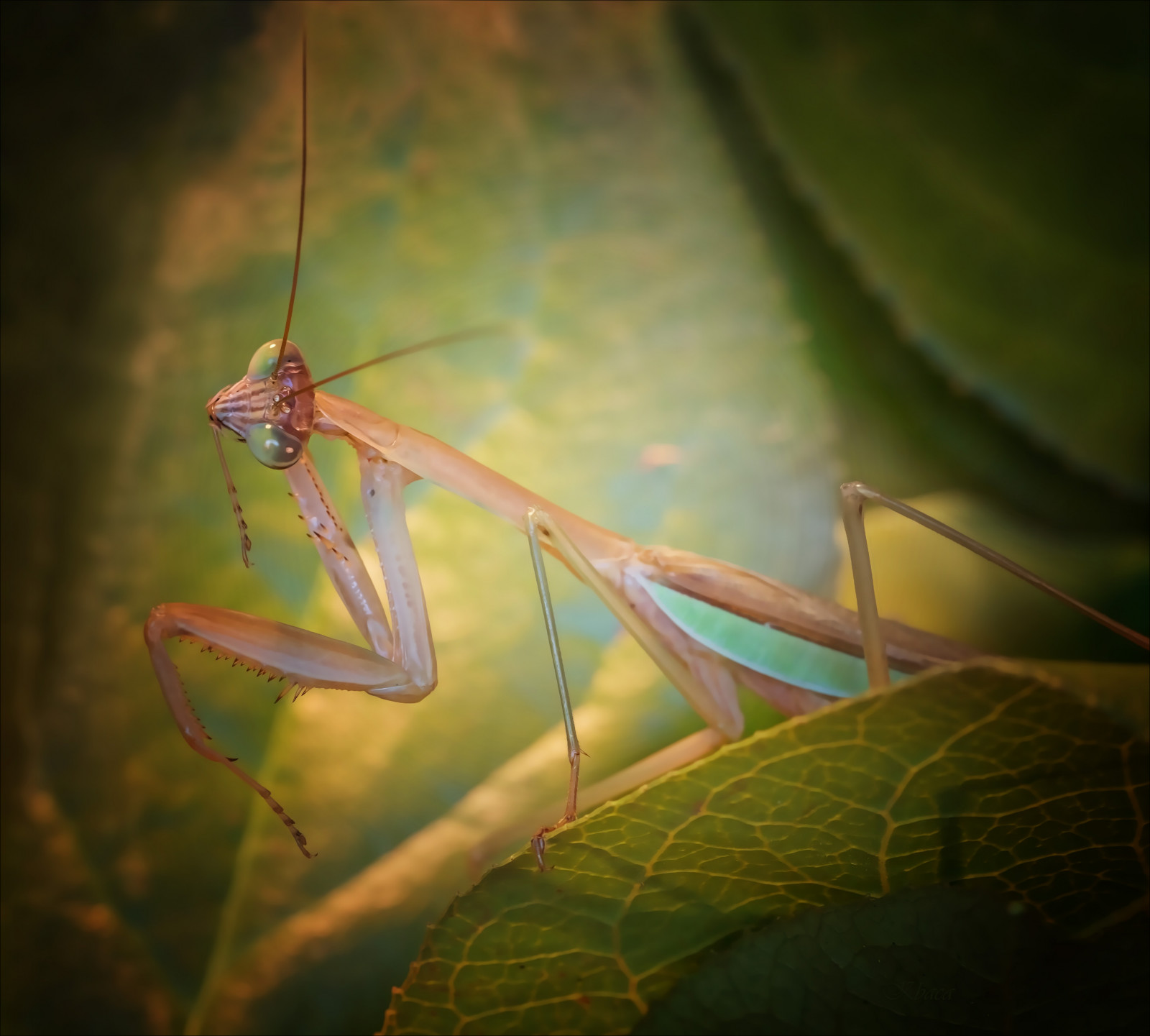 stvoření, planeta, Země, makro, kudlanka, hmyz, zelená, Volně žijících živočichů, svět, štěnice, Létat, kriket, kobylka, zvíře, dosti, hmyz, hmyz, dravec, motýlice, kudlanka nábožná, škůdce, zblízka, makro fotografie, závod stonek, bezobratlý, členovců, organismus, net okřídlený hmyz, mantid, Hmyz, Chinesemantis, Bigbug