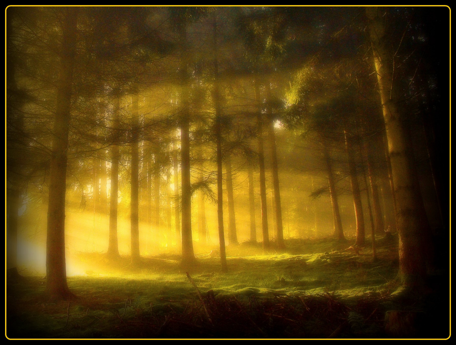 luce del sole, paesaggio, la pittura, foresta, natura, erba, cielo, legna, Alba, giallo, sera, mattina, Germania, Magia, Sole, struttura, atmosfera, ARTE, leggero, albero, saariysqualitypictures, creativo, magico, mistico, artistoftheyearlevel3, platinumheartaward, bestcapturesaoi, artistoftheyearlevel4, artistoftheyearlevel5, artistoftheyearlevel6, colorphotoaward, Oberberg, vanagram, fleursetpaysages, bosco, still life, fenomeno, cologe, stock photography, visual arts