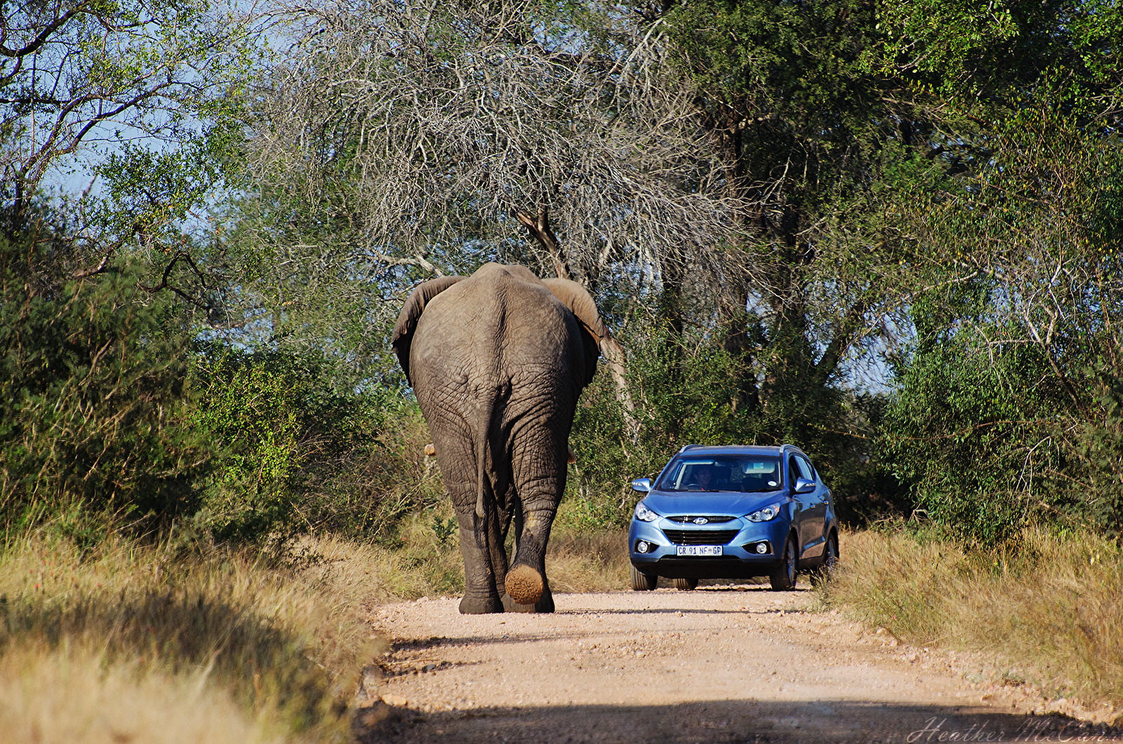 Afrika, parkere, elefant, Sydafrika, Trafik, afrikansk, pachyderm, udforske, national, udbytte, elefant, vejspærring, kruger, standoff, konfrontation, udforsket, gameofchicken