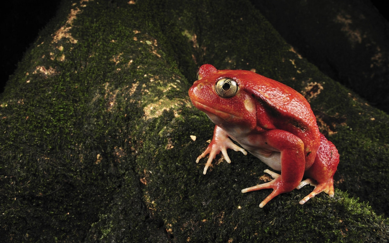 Wallpaper : red, moss, wildlife, amphibian, biology, color, unusual ...