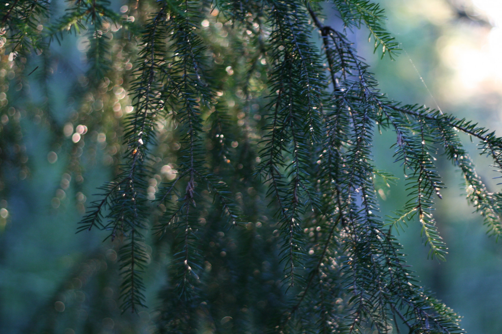 slunečnímu záření, les, tráva, nebe, déšť, větev, zelená, smrk, letní, bokeh, jedle, deštný prales, jehličnatý strom, Evergreen, strom, list, rostlina, vert, les, regn, sommar, Skog, vegetace, babička, borovice, verde, zálesí, větvička, počítač tapeta, dřevina, ekosystém, mírné jehličnatý les, biome, modřín, borovice rodina, Granris, spruce fir forest, tropical and subtropical coniferous forests