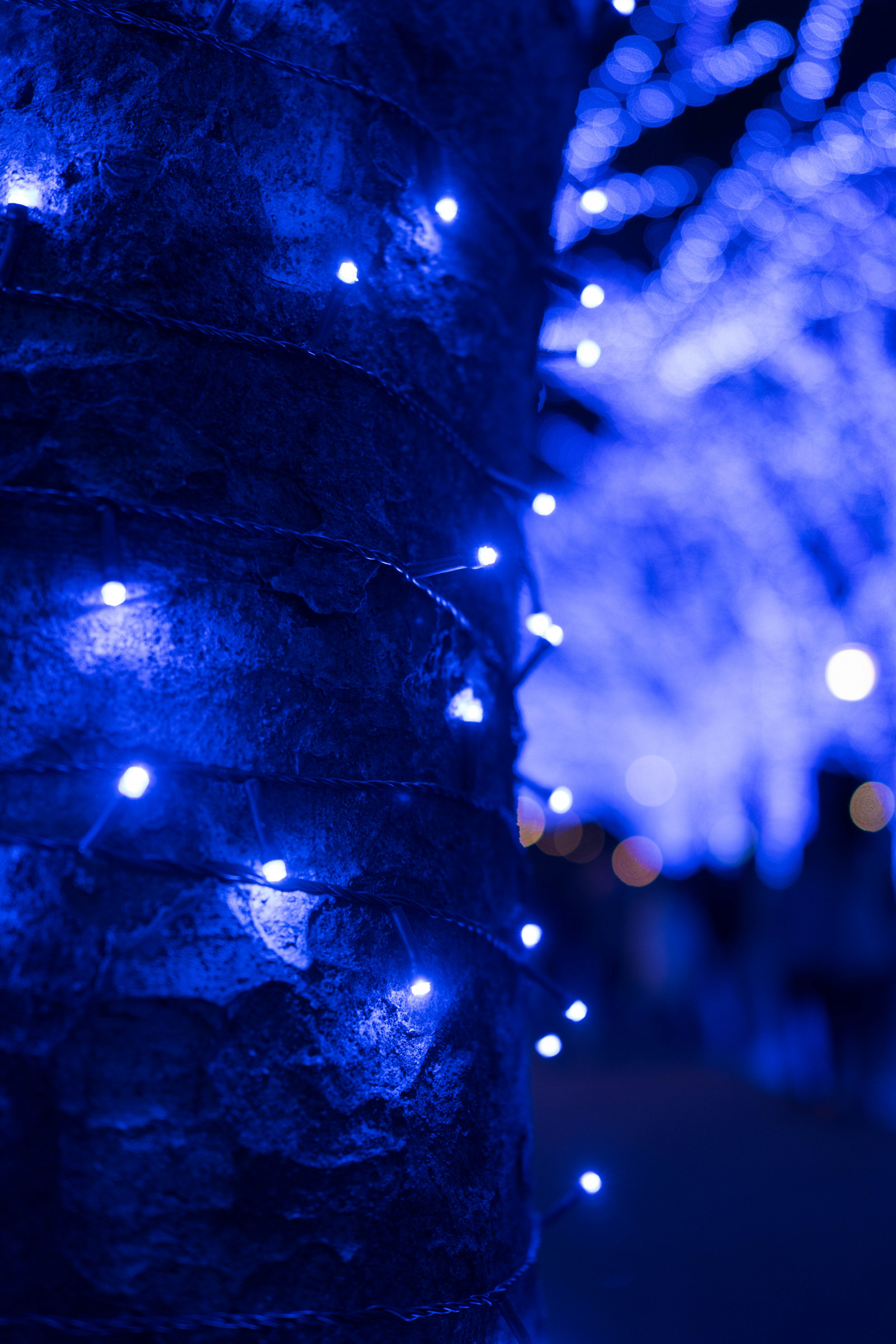 Japonsko, noc, odraz, větev, modrý, Sony, Vánoční osvětlení, Tokio, RX1R, Yoyogi, jp, světlo, osvětlené, osvětlení, osvětlení, Zeiss, tma, rx, rx1, rx1rm2, rx1rmark2, bluecave, yoyogipark, vánoční dekorace