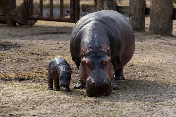 baby animals,depth of field,hippos,animals,Zoo,mammals