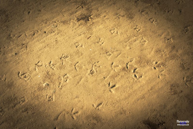 kum,gökyüzü,Linux,doku,Ubuntu,GIMP