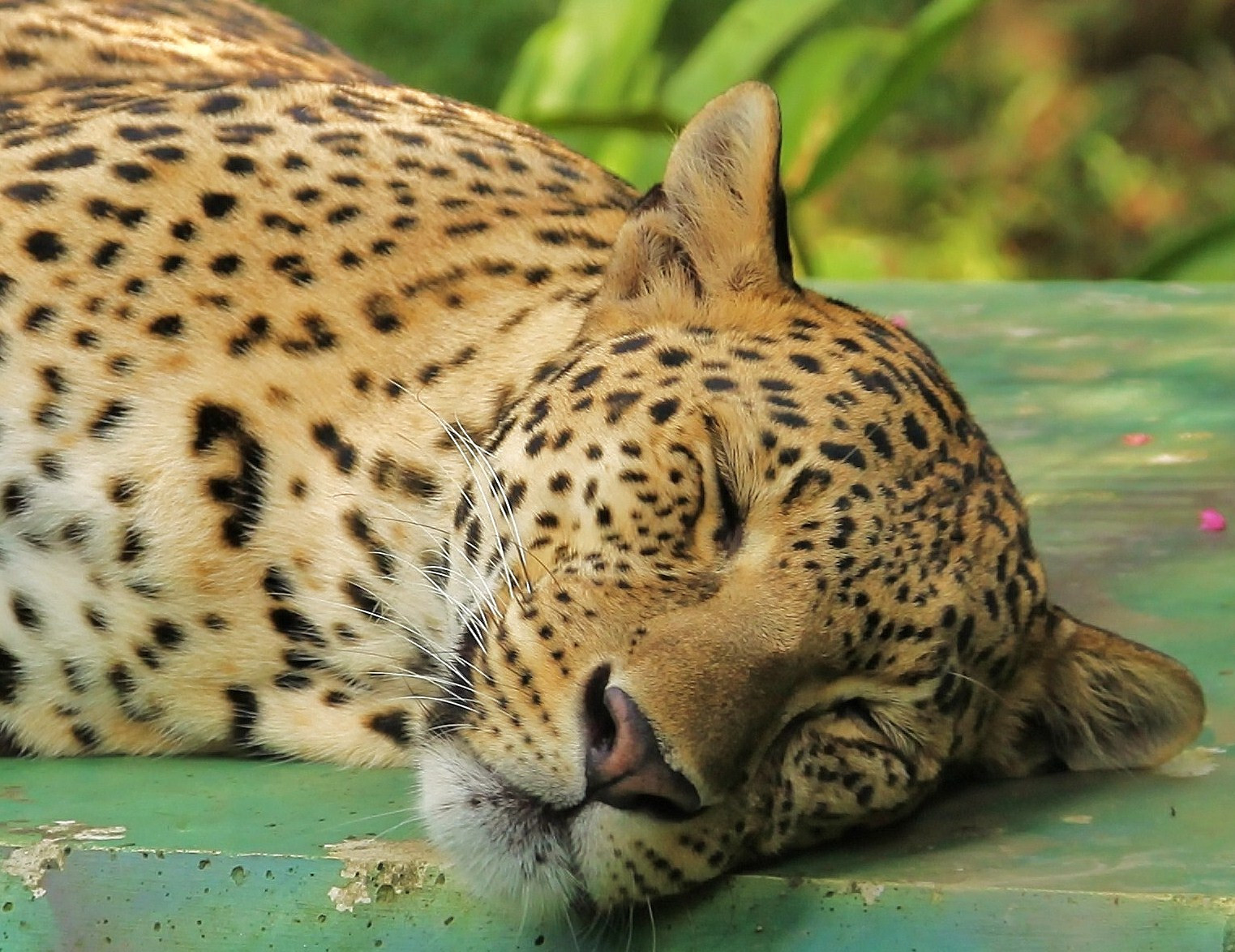 natura, bellissimo, animali, eos, Zoo, natura, leopardo, Malaysia, Kuala Lumpur, grandi gatti, Pantera, llens, 24,105 mila millimetri, 50d, flickrbigcats