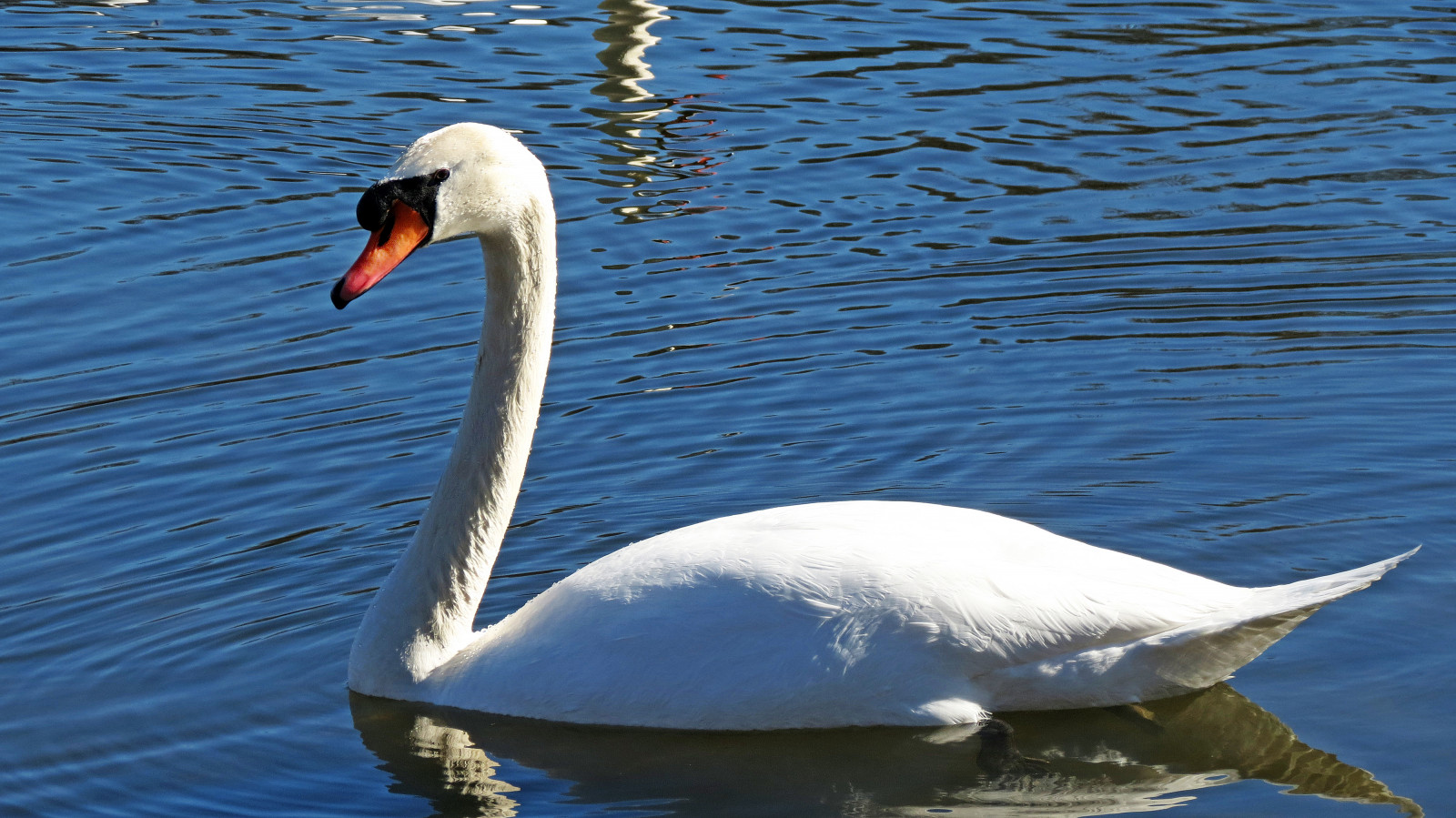 Wallpaper mute, swan, wilcox, lake, Plymouth, Michigan 4000x2248