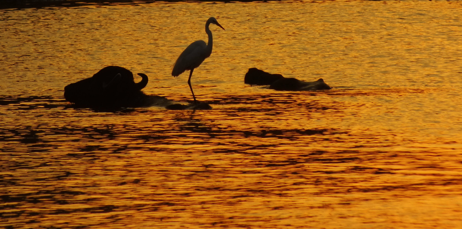 fuji, Hyderabad, sunst, buffelo, ranju, telengana, hs20exr, finepixhs20, ameenpurlake