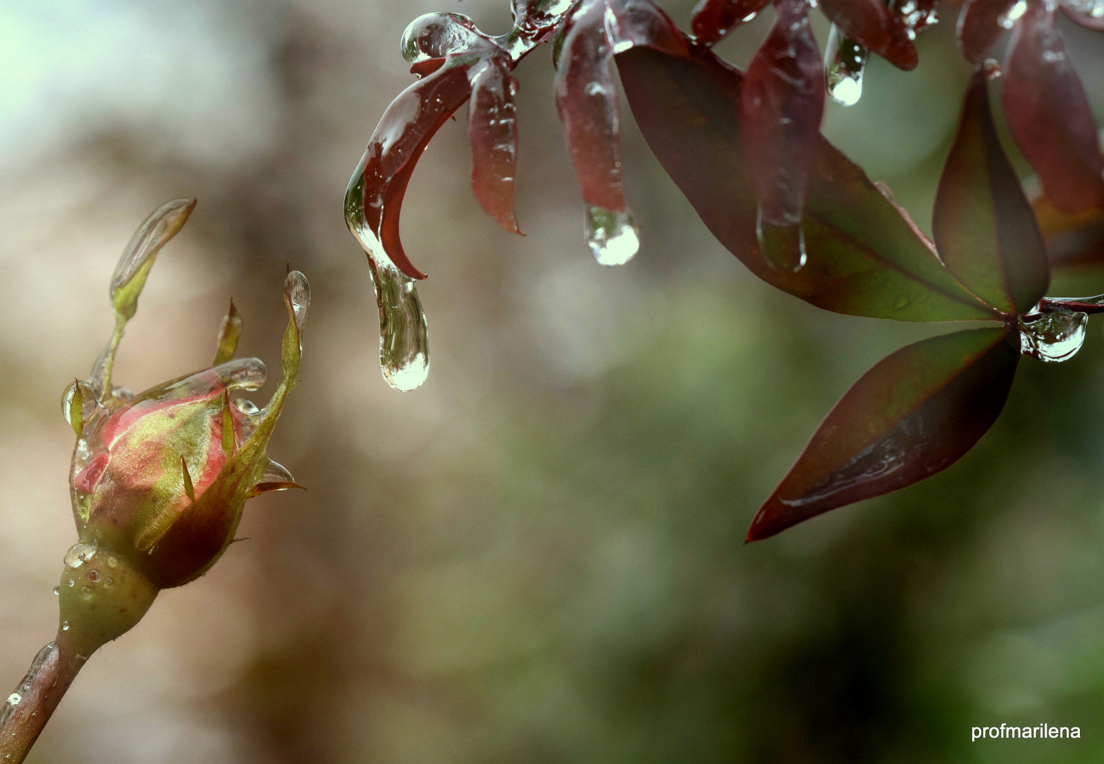 Příroda, Červené, zima, fotografování, umělecká díla, větev, ovoce, zelená, květ, jaro, UMĚNÍ, strom, podzim, list, květ, rostlina, flóra, zamrzlý, pupen, okvětní lístek, větvička, vyrobit, botanika, suchozemská rostlina, kvetoucí rostlina, dřevina, zblízka, keř, makro fotografie, závod stonek, ledový