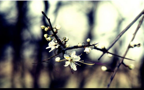 sunlight, flowers, nature, plants, photography, winter