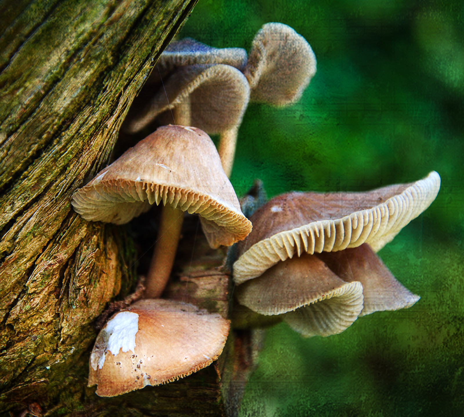 houba, funghi, texturou, ewahb