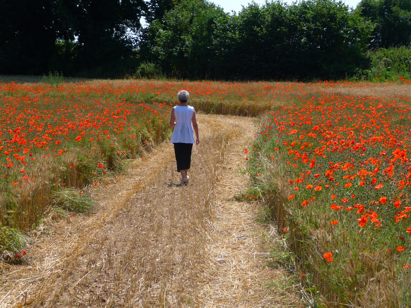 pathway, chemin, vej, gå, natur, sommer, sommertid, ete, saison, sæson, campagne, coquelicot, fleur, blomst, farve, farve, couleur, valmuer, poppys, natureandpeopleinnature, worldtrekker, rememberthatmomentlevel1, Pfastatt, blogspfastatt, pæn, skønhed, farverig, Kolor, Farben, nyder livet, Nyd livet, iøjnefaldende, Jordens dag, flickr, gåstol