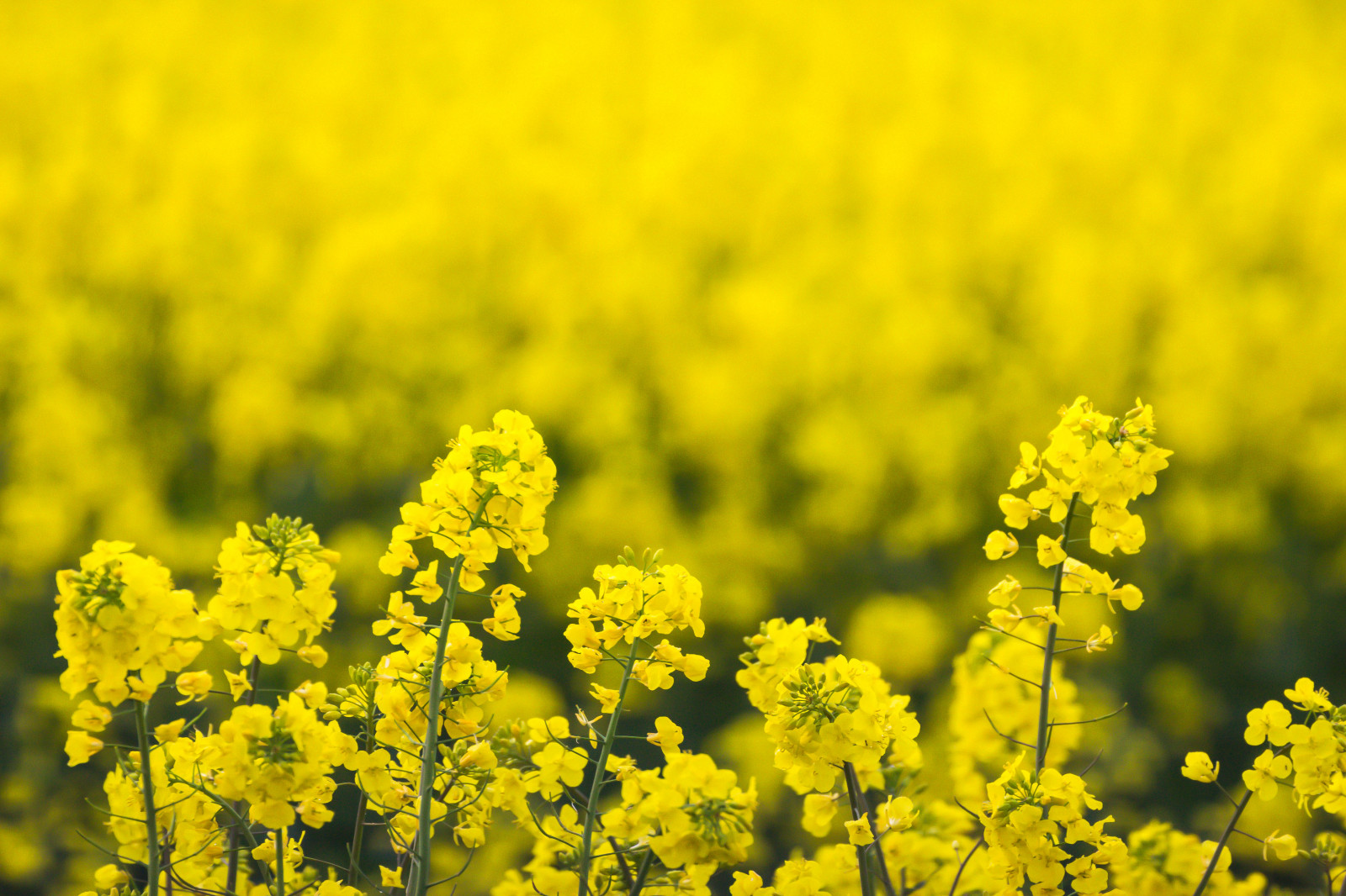 Wallpaper : landscape, food, field, yellow, Rapeseed, flower, rainy ...